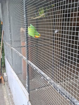 Papoušek Nádherný  a Červenokřídlý - 2