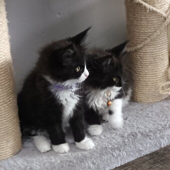 Mainská mývalí koťátka - 2