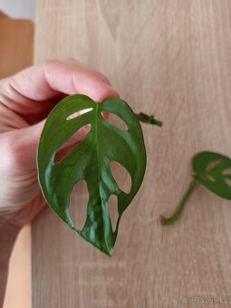 Monstera esqueleto - 2