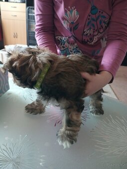 Yorkšírský teriér - 2