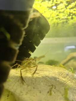 Prodej krevetek a doplňků - 2