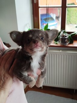 Čivava s pp - kluci - 2