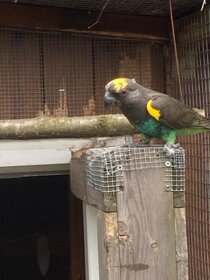 papoušek žlutotemenný - 2