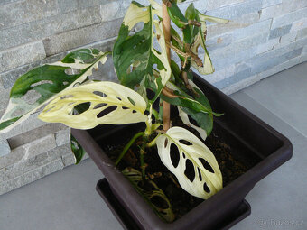 Monstera Adansonii Variegated - 2