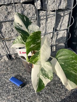 Monstera albo - 2