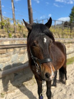 Pony valach 130kvh - 2