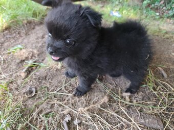Čivava - pomeranian - 2