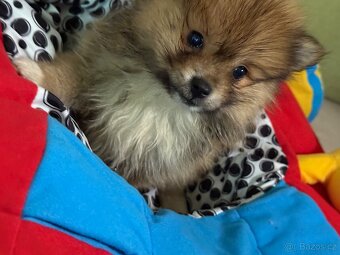 Pomeranian - 2