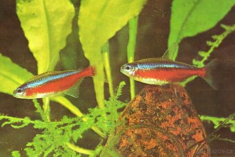 Neonka červená - Paracheirodon axelrodi - 2