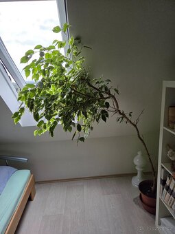 Fíkus Benjamin - Pokojové rostliny - 2
