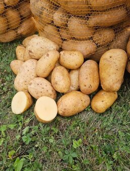 🌿 Konzumní brambory 🥔 - 2