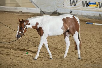 Atraktivní na jaře 3-letá kobyla APH, 6-panel negativní, RTG - 2