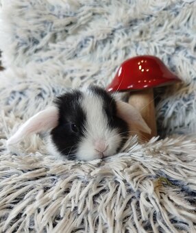 Minilop - anglický zakrslý beránek s VP - 2