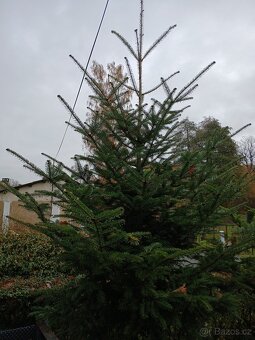 Vánoční stromek jedle - 2