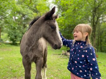 Hřebeček irského coba s plným původem - 2