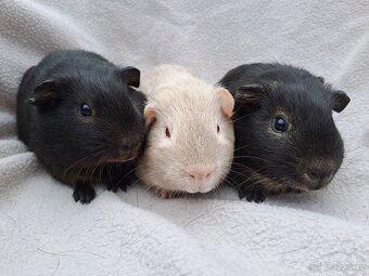 Samečci - morčata z Chs - 2