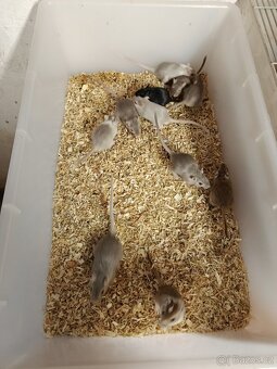 Mladé pískomilů - 2