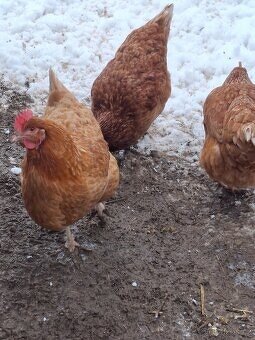 Snáškový kmen slepic - 2