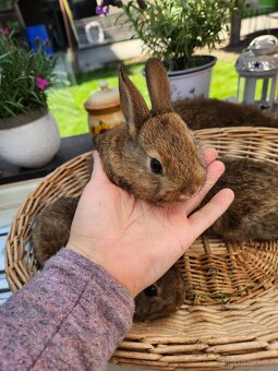 Zakrslý králík - 2