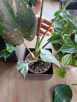 Monstera Thai constellation - 2