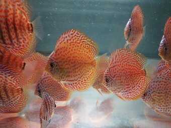 Discus - Terčovec - 2