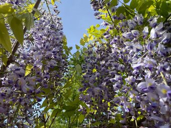 Vistárie čínská - Wisteria sinensis - semena vistárie - 2 ks - 2