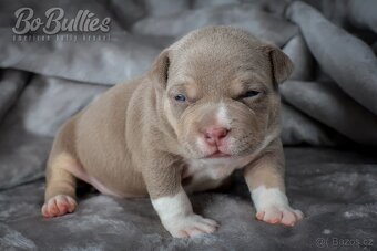American bully pocket ABKC - 2