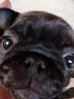 Mops s PP FCI - 2