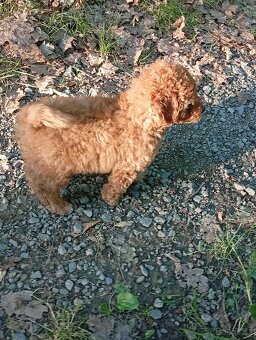 Maltipoo - 2