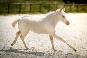 Cremello klisnička s odznaky s reining/cutting původem - 2