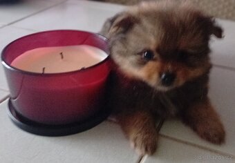 Štěňátko pomeraniana mini - 2