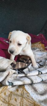 Labrador - 2