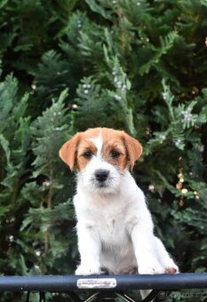 Jack Russell teriér - fenky - 2