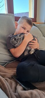 Zakrslý činčilový k chovu či na mazlíka - 2