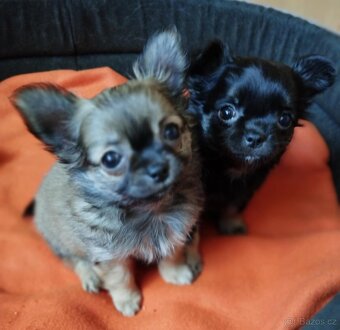 Čivava dlouhosrstá fenky - 2