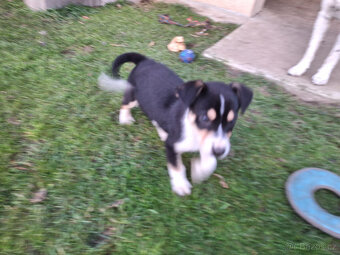 nabízím do dobrých rukou 3 krásný pejsky - 2