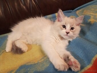 sibiřské koťátko kocourek bez PP - 2