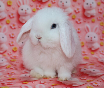 Zakrslý beránek sameček modrooký nyní k odběru. - 2