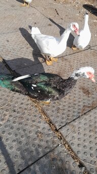 Prodám Pižmovky - 2