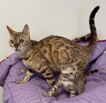 Bengálská kočka s PP - 2