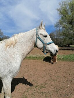 Welsh part bred, kobyla 14 let - 2