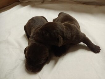 Štěňátka labradorského retrievera - 2
