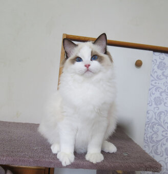 Ragdoll kocourci s průkazem původu k odběru - 2