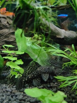 Akvarijní ryby, šneci, sladkovodní krrvety a rostliny - 2