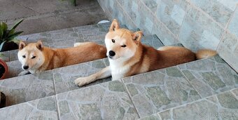 Shiba inu - 2