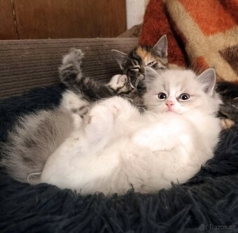 koťátka Ragdoll 50 % - 2