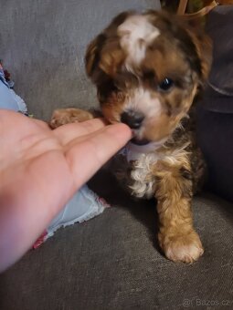 Jorkšírský teriér - 2