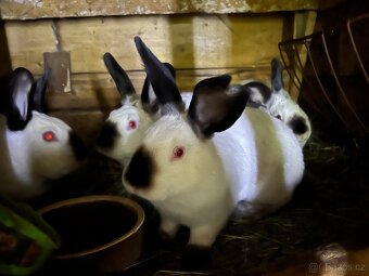 Krásné samice Kalifornské - 2