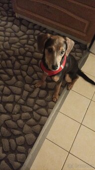 Roční fenka křížence středního vzrůstu. - 2