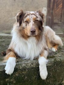 KRYTÍ CHOVNÝM PSEM - AUSTRALSKÝ OVČÁK S PP - 2